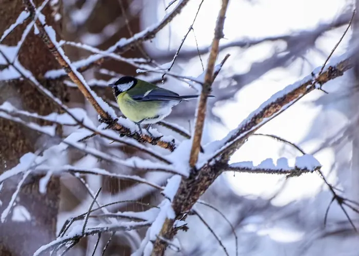 In Near Stubai Glacier Apartament *